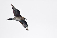 Parasitic Jaeger